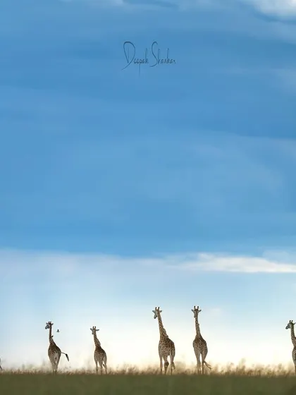 A symphony of nature. This tranquil moment, with the giraffes silhouetted against the sky, feels like a masterpiece painting. It’s a celebration of light, earth, and life.