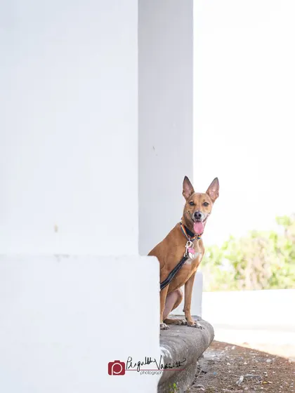 An Indie dog peeking around a corner with a happy, panting smile. These dogs are so resilient and full of joy, and it's a privilege to photograph them.
