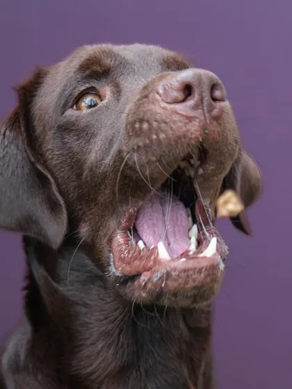 Success! Loki catching a treat mid-air. High-speed studio lighting allows me to freeze these incredible moments of action.