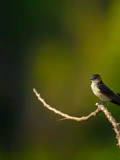 A similar shot of the Red-rumped Swallow, showing the simple beauty of the bird in its natural setting.