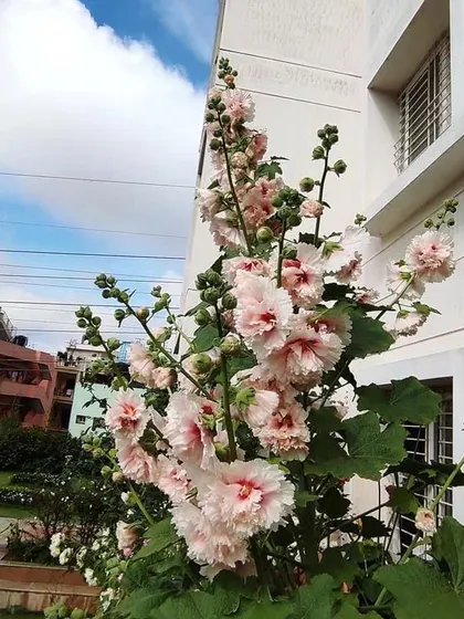Look how this Hollyhock sapling has grown into a beautiful, tall plant. With well-draining soil and good sunlight, you can be a proud plant parent to this stunner too.