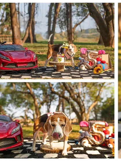A collage from Rrari the beagle's birthday cake smash. The shots capture her enjoying her cake next to a toy Ferrari, a celebration of her life and spirit.