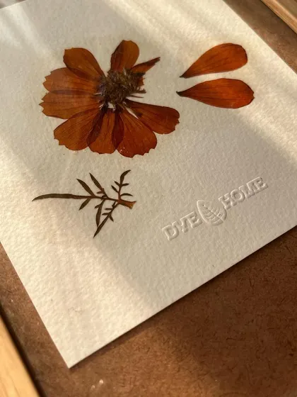 This is a homegrown cosmos flower that I've pressed and framed. The sunlight hitting the delicate petals is just so beautiful. I'm working on a whole catalog of these for you.