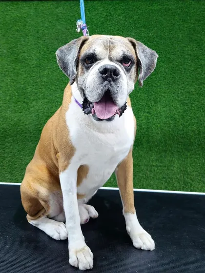 This senior Boxer is looking happy and refreshed. I take special care with older dogs, ensuring the process is gentle, calm, and comfortable for them.