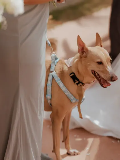 Even the furry family members are part of the celebration! The couple's adorable dog was the cutest guest at their intimate wedding.
