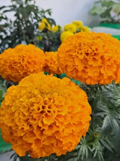 A cluster of orange marigolds in grow bags.