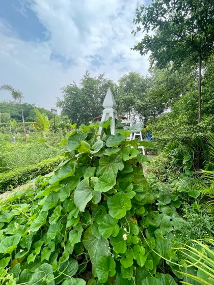 A cottage style vegetable garden in a Delhi farmhouse. A lush gourd vine climbs up a white obelisk, demonstrating how functional elements can also be beautiful.