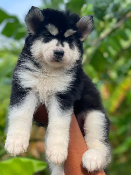 A beautiful black and white Husky puppy with a very full, fluffy coat. This pup is a great example of the "Big Boy" size I breed for.