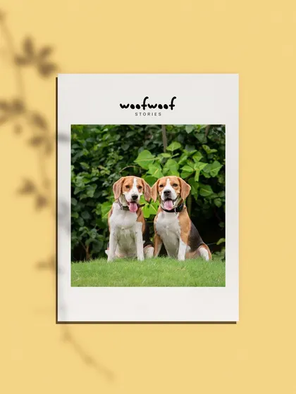A framed portrait of two beagle buddies, a wonderful way to commemorate a special bond or occasion.