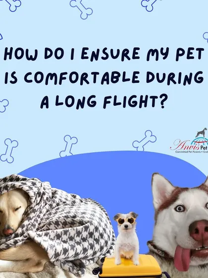 How do you ensure your pet is comfortable during a long flight? Proper preparation is key. We guide you on everything from crate setup to pre-flight routines.