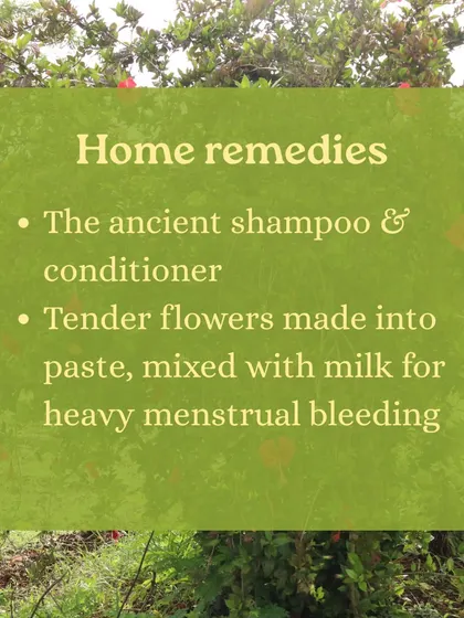 Captions for these will be educational, explaining the Ayurvedic properties and uses of plants like Neem (Nimbi) and Amla (Amalaki), or detailing aspects of the Ayurveda retreats and courses as shown in the images.