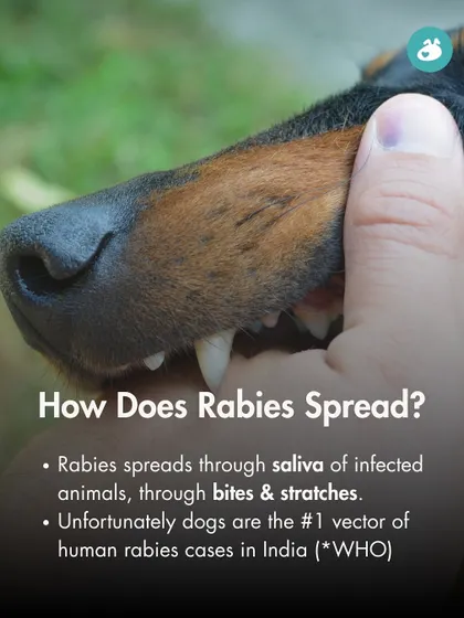 How does rabies spread? This infographic explains that the virus is transmitted through the saliva of infected animals, typically via bites and scratches, with dogs being the number one vector for human cases in India.