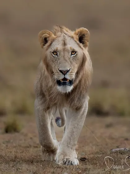 The intensity of that gaze is something I'll never forget. It was a moment where the wilderness met the core of my existence, and I was just a visitor in its world.