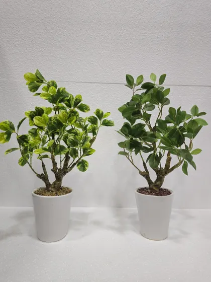 A pair of small artificial plants in clean white pots, one with variegated leaves and one with solid green leaves.