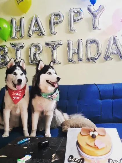 A stunning pair of Huskies celebrating a birthday. Our cakes are a hit with all breeds, and we love seeing these majestic dogs ready to enjoy their treat.