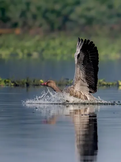 The Greylag Goose continues its landing, creating a beautiful reflection as it glides on the water's surface.