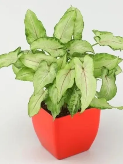 A vibrant Syngonium plant, also known as an Arrowhead plant, is potted in a simple yet bold red square pot. This easy-care plant is a great way to add a pop of color to any room.