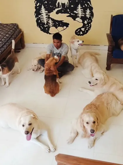 A high-angle shot showing just how many dogs are in the room, all calm and happy.