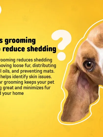 Does grooming actually help with shedding? Yes. Regular brushing removes loose fur, distributes natural oils, and prevents mats, which means less fur around your home.