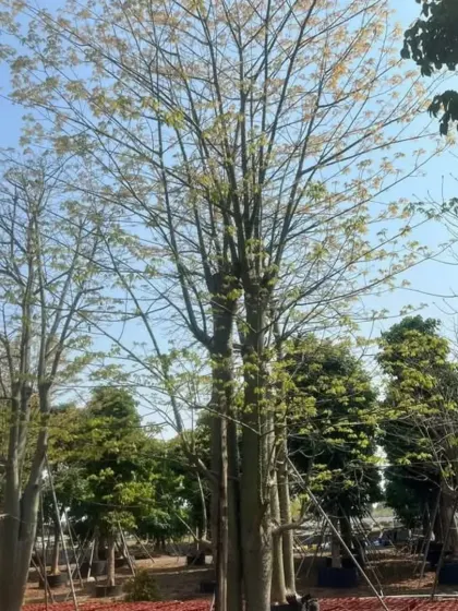 A mature Silk Floss tree (Ceiba speciosa) in the off-season, showing its impressive trunk and branching structure.