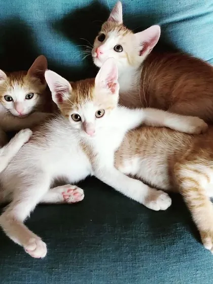 From playtime to dreamland! This group of five ginger and white kittens demonstrates how quickly they can switch from high energy to a peaceful cuddle puddle.