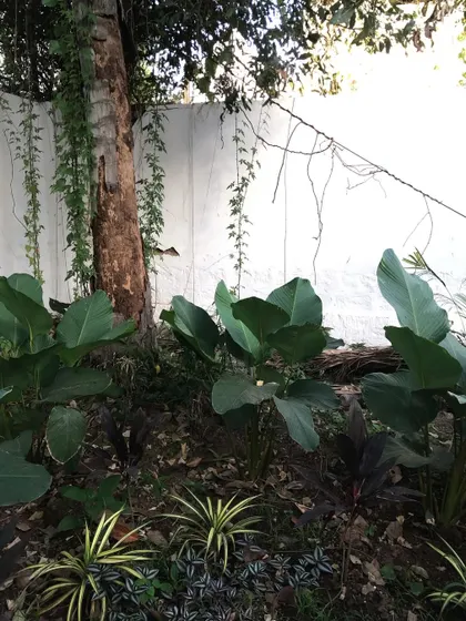 Another view of the Calathea Lutea plants, showing how they've filled in the garden bed over time. Their robust growth is a sign of a healthy landscape and our consistent maintenance.