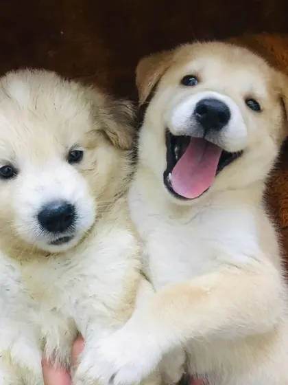 Two adorable puppies, full of fluff and happiness.