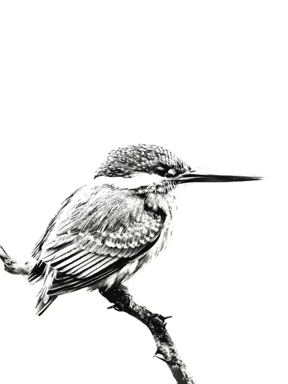 A high-contrast, artistic black and white shot of a Common Kingfisher at Mandhoti wetland.