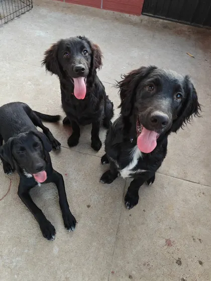 This trio of black beauties looks like they're about to drop the hottest album of the year. It's amazing to see the friendships that form when dogs are allowed to socialize in a safe, fun setting.