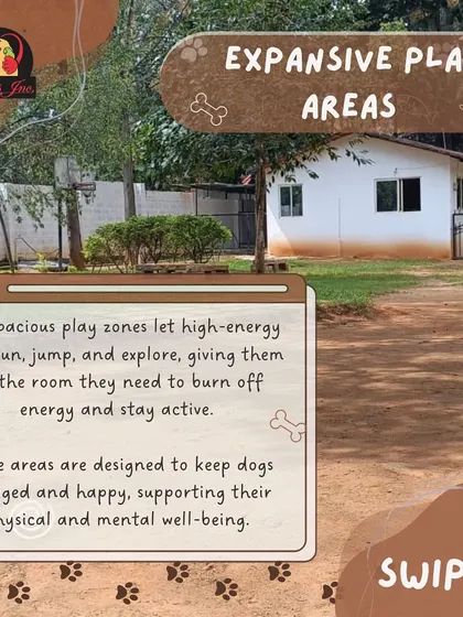 High-energy dogs need plenty of room to run, jump, and explore. Our spacious and secure play zones are designed to let them burn off energy safely, keeping them happy and healthy.