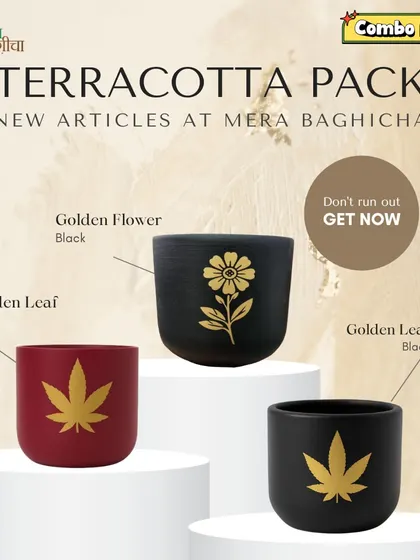 Our handcrafted terracotta planters are a customer favorite, and this combo deal makes it easy to style your space. This pack includes three of our new designs: the Golden Leaf in red, the Golden Flower in black, and the Golden Leaf in black. They give a lovely desi yet modern feel to any room.