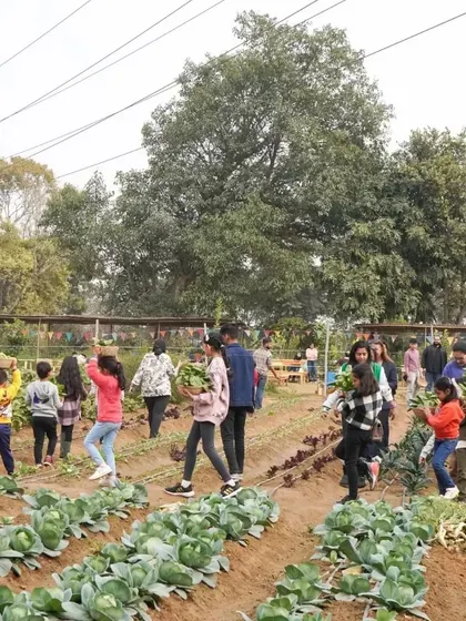 A wide shot of our vegetable fields, with families and children scattered throughout, busy with harvesting activities.