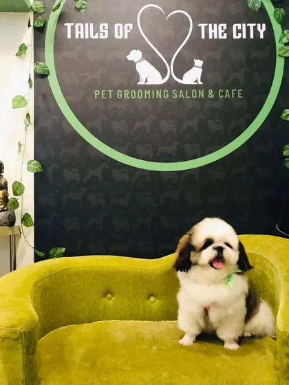 Dollar the Shih Tzu is looking like a million bucks after his haircut. A clean trim keeps him looking neat and feeling great.