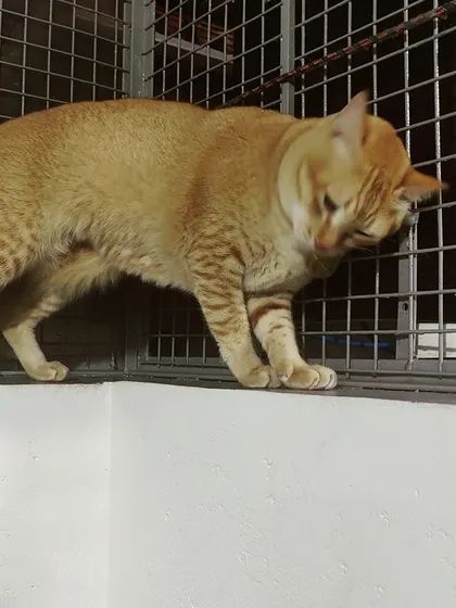 This is Peaches, Mono's ginger friend, exploring the top of a ledge. He is always on the move.