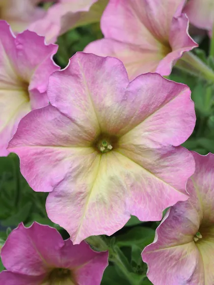 A beautiful two-toned petunia with a soft yellow center that blends into warm pink edges. This variety has a lovely, sunset-like quality.