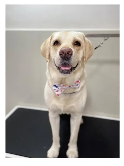 Bruno the Labrador looking smart and clean. A basic groom is all that's needed to keep this handsome boy looking sharp.