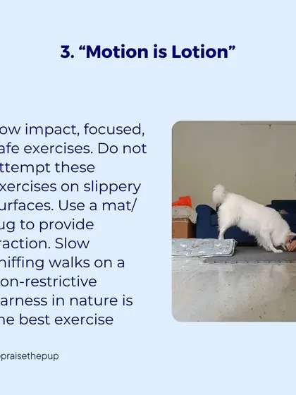 Tip 3: "Motion is lotion." Low-impact, safe exercises and slow sniffing walks are the best ways to keep joints mobile.