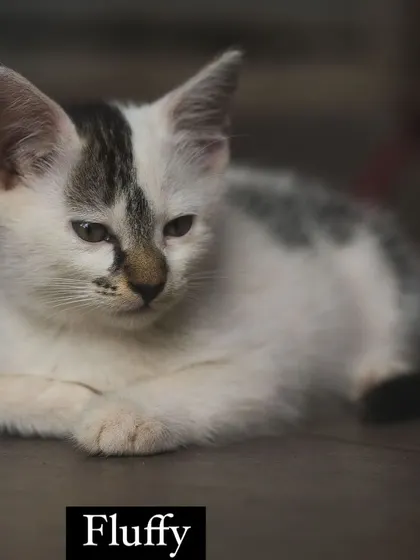 This is Fluffy, one half of a playful, floofy pair. Along with his brother Fudge, he is litter-trained, vet-checked, and ready to bring double the love into your life.