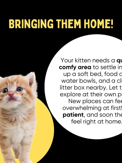Your new kitten needs a quiet, comfy area to settle in. Set up a soft bed, food, water, and a litter box, and let them explore at their own pace.