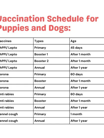 This is my recommended vaccination schedule for puppies and dogs, covering primary shots and boosters. I keep track of this for you so you never have to worry about missing an important date.