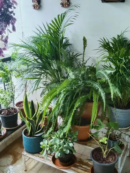 Even a small balcony can become a lush green space. Here we used a variety of indoor and outdoor plants like ferns, palms, and snake plants to create a dense, jungle-like feel.