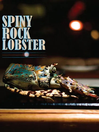 Meet the Spiny Rock Lobster, or Panulirus Ornatus. Sourced wild from the waters off Cochin, this beautiful creature is the star of our Lobster Bisque and Risoni.