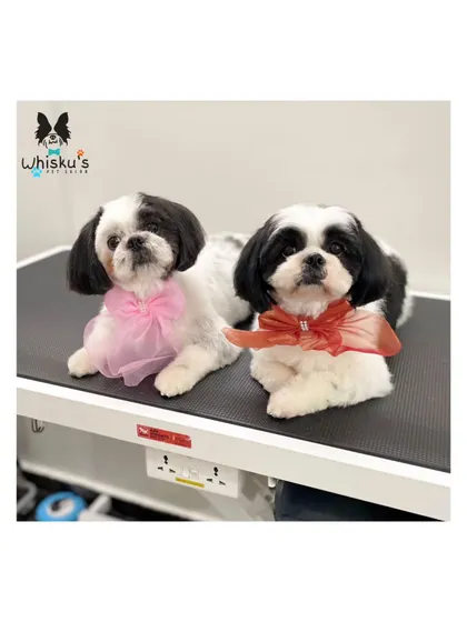 The lovely pair, Zoe and Pari, side-by-side. It's always special to groom furry family members together.