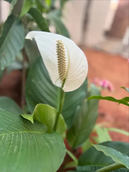 A beautiful, healthy peace lily flower. Peace lilies are great indoor plants that not only look elegant but also help purify the air. This one is from a garden that is still a work in progress.