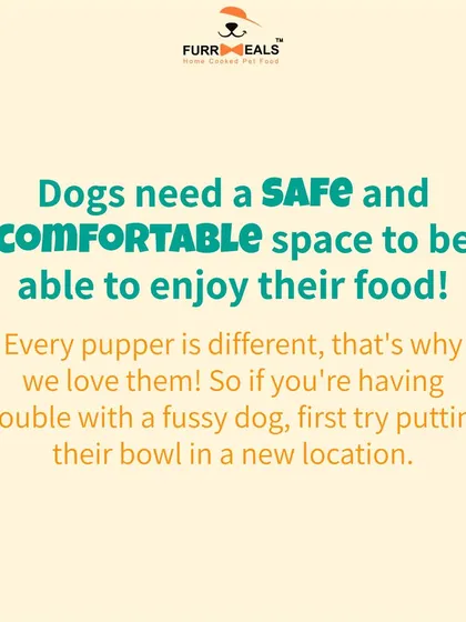 If you have a fussy dog, where you feed them matters. This guide shows how the placement of their food bowl can impact their comfort and willingness to eat, and why a safe, quiet space is so important.