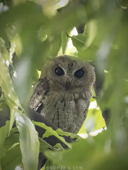 A peek into the life of an Indian Scops Owl chick. Hidden amongst the leaves, its large, dark eyes are full of innocence and curiosity.
