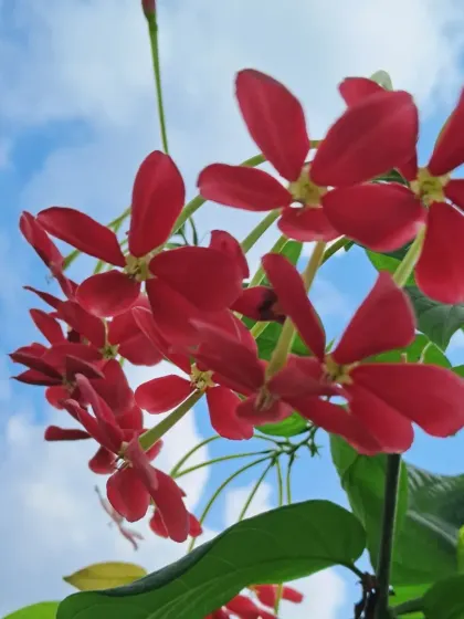 Another shot of the vibrant red Madhumalti flowers. This vine is a fast grower and can quickly cover a wall or trellis.
