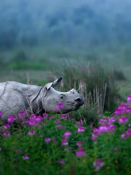 A close-up profile of a rhinoceros partially hidden among tall grasses and purple flowers. This image offers an intimate look at the magnificent creature in its misty, natural habitat.