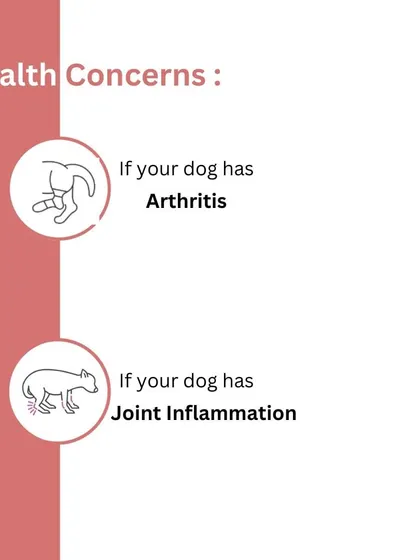 If your dog is dealing with arthritis or joint inflammation, you are in the right place. My functional treats are designed to address these specific health concerns with targeted, natural ingredients.