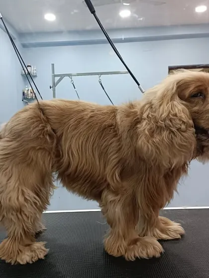 A side view of Golmorich after her de-matting session. You can see how full and healthy her coat looks now that the painful tangles have been removed.